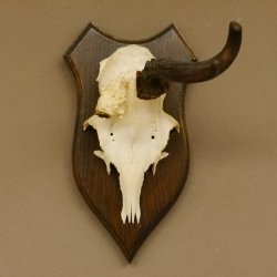 Rehbock abnormes Rehgeweih Reh Bock Geweih auf Trophäenschild 604.169