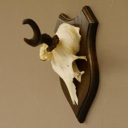 Rehbock abnormes Rehgeweih Reh Bock Geweih auf Trophäenschild 604.169