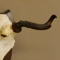 Rehbock abnormes Rehgeweih Reh Bock Geweih auf Trophäenschild 604.169