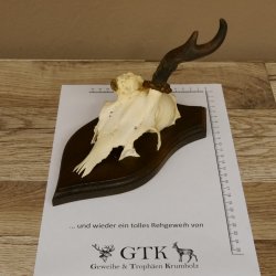 Rehbock abnormes Rehgeweih Reh Bock Geweih auf Trophäenschild 604.169