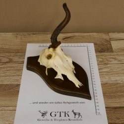 Rehbock abnormes Rehgeweih Reh Bock Geweih auf Trophäenschild 604.169