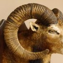Mufflon (Ovis gmelini musimon) Präparat HL 74,5 cm Kopf Schulter Haupt Trophäenschild 85.12.84