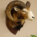 Mufflon (Ovis gmelini musimon) Präparat HL 74,5 cm Kopf Schulter Haupt Trophäenschild 85.12.84