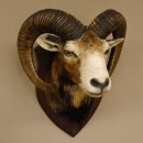 Mufflon (Ovis gmelini musimon) Präparat HL 74,5 cm Kopf Schulter Haupt Trophäenschild 85.12.84