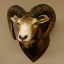 Mufflon (Ovis gmelini musimon) Präparat HL 74,5 cm Kopf Schulter Haupt Trophäenschild 85.12.84
