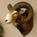 Mufflon (Ovis gmelini musimon) Präparat HL 74,5 cm Kopf Schulter Haupt Trophäenschild 85.12.84