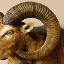 Mufflon (Ovis gmelini musimon) Präparat HL 74,5 cm Kopf Schulter Haupt Trophäenschild 85.12.84