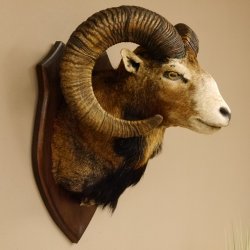 Mufflon (Ovis gmelini musimon) Präparat HL 74,5 cm Kopf Schulter Haupt Trophäenschild 85.12.84