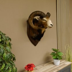 Mufflon (Ovis gmelini musimon) Präparat HL 74,5 cm Kopf Schulter Haupt Trophäenschild 85.12.84