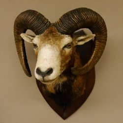 Mufflon (Ovis gmelini musimon) Präparat HL 74,5 cm Kopf Schulter Haupt Trophäenschild 85.12.84