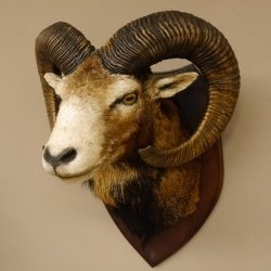 Mufflon (Ovis gmelini musimon) Präparat HL 74,5 cm Kopf Schulter Haupt Trophäenschild 85.12.84