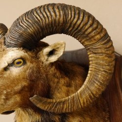 Mufflon (Ovis gmelini musimon) Präparat HL 74,5 cm Kopf Schulter Haupt Trophäenschild 85.12.84
