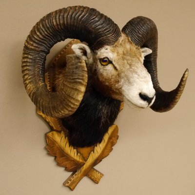 Mufflon (Ovis gmelini musimon) starkes kapitales Präparat HL 84 cm Kopf Schulter Haupt Trophäenschild 85.12.85