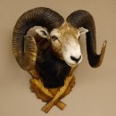 Mufflon (Ovis gmelini musimon) starkes kapitales Präparat HL 84 cm Kopf Schulter Haupt Trophäenschild 85.12.85