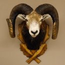 Mufflon (Ovis gmelini musimon) starkes kapitales Präparat HL 84 cm Kopf Schulter Haupt Trophäenschild 85.12.85