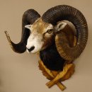 Mufflon (Ovis gmelini musimon) starkes kapitales Präparat HL 84 cm Kopf Schulter Haupt Trophäenschild 85.12.85
