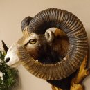 Mufflon (Ovis gmelini musimon) starkes kapitales Präparat HL 84 cm Kopf Schulter Haupt Trophäenschild 85.12.85
