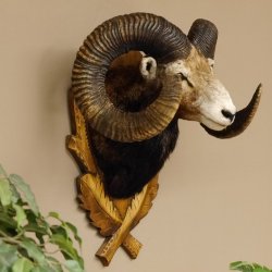 Mufflon (Ovis gmelini musimon) starkes kapitales Präparat HL 84 cm Kopf Schulter Haupt Trophäenschild 85.12.85