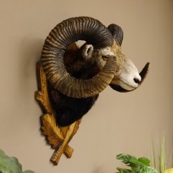 Mufflon (Ovis gmelini musimon) starkes kapitales Präparat HL 84 cm Kopf Schulter Haupt Trophäenschild 85.12.85