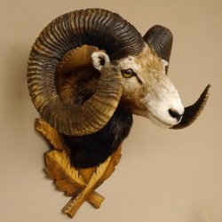 Mufflon (Ovis gmelini musimon) starkes kapitales Präparat HL 84 cm Kopf Schulter Haupt Trophäenschild 85.12.85