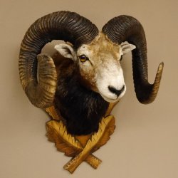 Mufflon (Ovis gmelini musimon) starkes kapitales Präparat HL 84 cm Kopf Schulter Haupt Trophäenschild 85.12.85