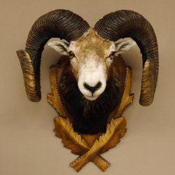 Mufflon (Ovis gmelini musimon) starkes kapitales Präparat HL 84 cm Kopf Schulter Haupt Trophäenschild 85.12.85