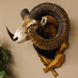Mufflon (Ovis gmelini musimon) starkes kapitales Präparat HL 84 cm Kopf Schulter Haupt Trophäenschild 85.12.85