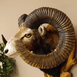 Mufflon (Ovis gmelini musimon) starkes kapitales Präparat HL 84 cm Kopf Schulter Haupt Trophäenschild 85.12.85