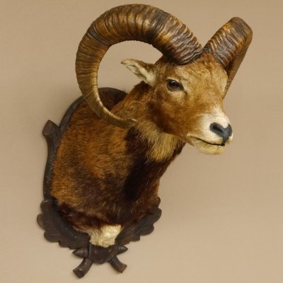 Mufflon (Ovis gmelini musimon) Präparat HL 59 cm Kopf Schulter Haupt Trophäenschild 85.12.86