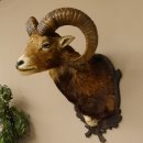Mufflon (Ovis gmelini musimon) Präparat HL 59 cm Kopf Schulter Haupt Trophäenschild 85.12.86