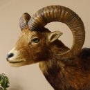 Mufflon (Ovis gmelini musimon) Präparat HL 59 cm Kopf Schulter Haupt Trophäenschild 85.12.86