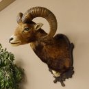 Mufflon (Ovis gmelini musimon) Präparat HL 59 cm Kopf Schulter Haupt Trophäenschild 85.12.86
