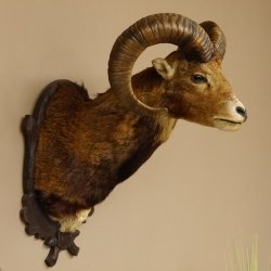 Mufflon (Ovis gmelini musimon) Präparat HL 59 cm Kopf Schulter Haupt Trophäenschild 85.12.86