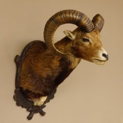 Mufflon (Ovis gmelini musimon) Präparat HL 59 cm Kopf Schulter Haupt Trophäenschild 85.12.86