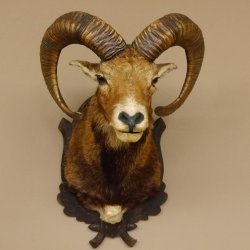 Mufflon (Ovis gmelini musimon) Präparat HL 59 cm Kopf Schulter Haupt Trophäenschild 85.12.86