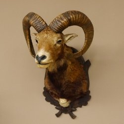 Mufflon (Ovis gmelini musimon) Präparat HL 59 cm Kopf Schulter Haupt Trophäenschild 85.12.86