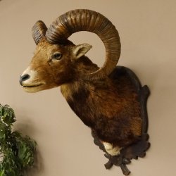 Mufflon (Ovis gmelini musimon) Präparat HL 59 cm Kopf Schulter Haupt Trophäenschild 85.12.86