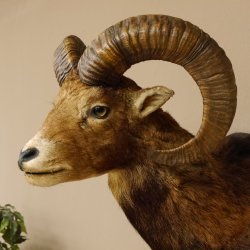 Mufflon (Ovis gmelini musimon) Präparat HL 59 cm Kopf Schulter Haupt Trophäenschild 85.12.86