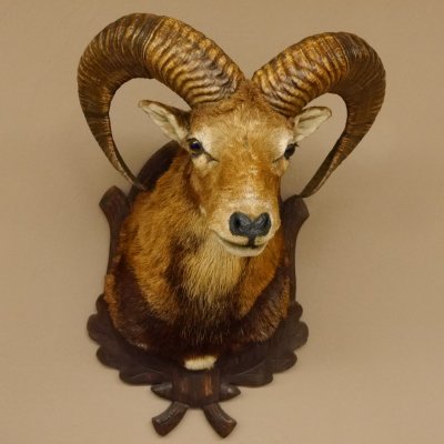 Mufflon (Ovis gmelini musimon) Präparat HL 54 cm Kopf Schulter Haupt Trophäenschild 85.12.87