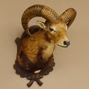 Mufflon (Ovis gmelini musimon) Präparat HL 54 cm Kopf Schulter Haupt Trophäenschild 85.12.87
