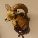 Mufflon (Ovis gmelini musimon) Präparat HL 54 cm Kopf Schulter Haupt Trophäenschild 85.12.87