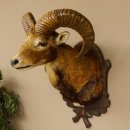 Mufflon (Ovis gmelini musimon) Präparat HL 54 cm Kopf Schulter Haupt Trophäenschild 85.12.87