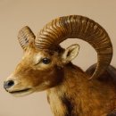 Mufflon (Ovis gmelini musimon) Präparat HL 54 cm Kopf Schulter Haupt Trophäenschild 85.12.87