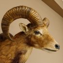 Mufflon (Ovis gmelini musimon) Präparat HL 54 cm Kopf Schulter Haupt Trophäenschild 85.12.87