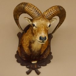Mufflon (Ovis gmelini musimon) Präparat HL 54 cm Kopf Schulter Haupt Trophäenschild 85.12.87