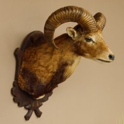 Mufflon (Ovis gmelini musimon) Präparat HL 54 cm Kopf Schulter Haupt Trophäenschild 85.12.87