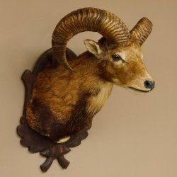 Mufflon (Ovis gmelini musimon) Präparat HL 54 cm Kopf Schulter Haupt Trophäenschild 85.12.87