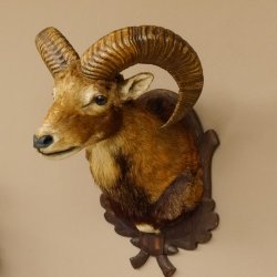 Mufflon (Ovis gmelini musimon) Präparat HL 54 cm Kopf Schulter Haupt Trophäenschild 85.12.87