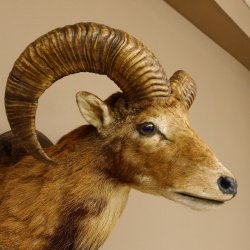 Mufflon (Ovis gmelini musimon) Präparat HL 54 cm Kopf Schulter Haupt Trophäenschild 85.12.87
