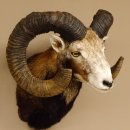 Mufflon (Ovis gmelini musimon) Präparat HL 77 cm Kopf Schulter Haupt 85.12.88